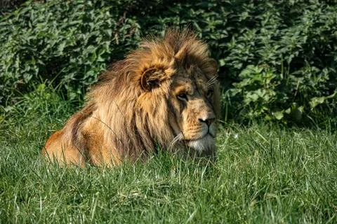Lion resting Stock Photos