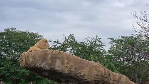 The lion is resting Stock Photos