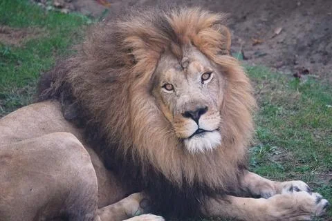 Lion Resting Stock Photos