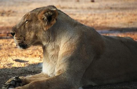 The lion is resting Stock Photos