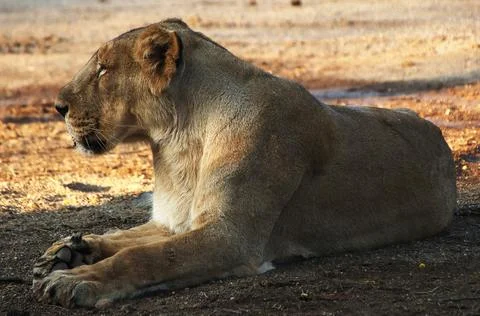 The lion is resting Stock Photos