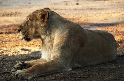 The lion is resting Stock Photos