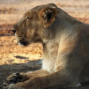 The lion is resting Stock Photos