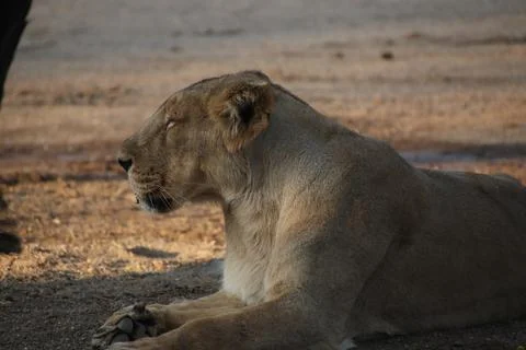 The lion is resting Stock Photos