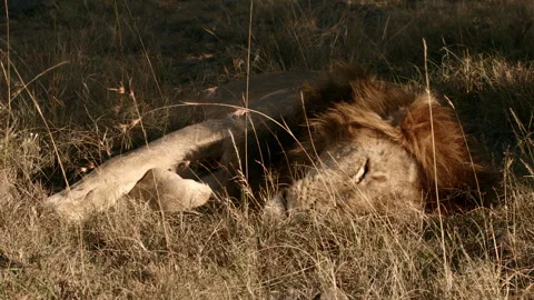 Lion Resting in the savannah Stock Footage 270337020