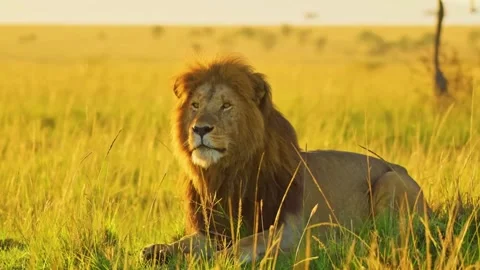 Lion Resting in Savannah Video stock 323141105