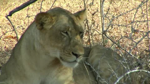 Lion resting in shade Stock Footage 10814913