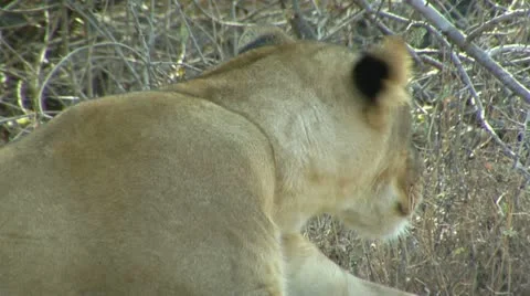 Lion resting in shade Stock Footage 10830833