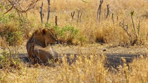 Lion resting in shadow, dry fields of African savannah, hot day in Serengeti Stock Footage 88202409