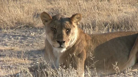 Lion resting in the sun Video stock 11977424