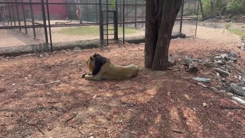Lion Resting Under Tree in Zoo Enclosure on Dry Ground 库存影片 331231238