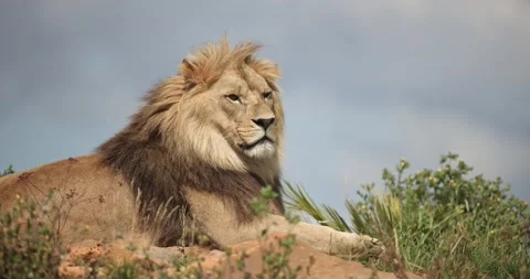 A lion rests in the savannah Stock Footage 157607033