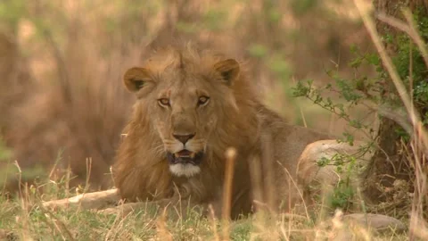 Lion rests under a tree Vídeos de archivo 168324085