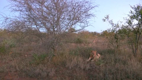 Lion rests under a tree at sunset Stock Footage 83845548
