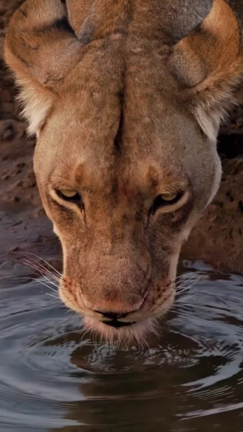 Lion on the river bank Video stock 317974409