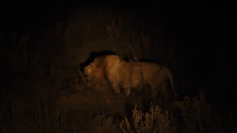 Lion Roar 1 Stock Footage