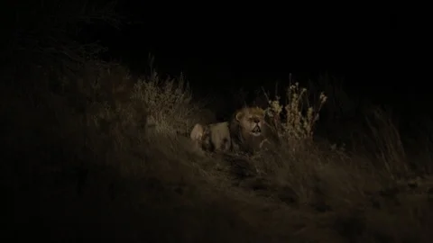 Lion Roar 2 Stock Footage 113274300