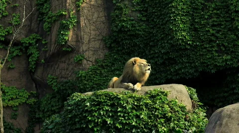 Lion roaring Vídeos de archivo 458673