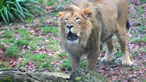 Lion Roaring  스톡 동영상 79461266