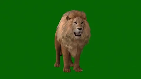550+ Lion Roar Stock Videos and Royalty-Free Footage - iStock