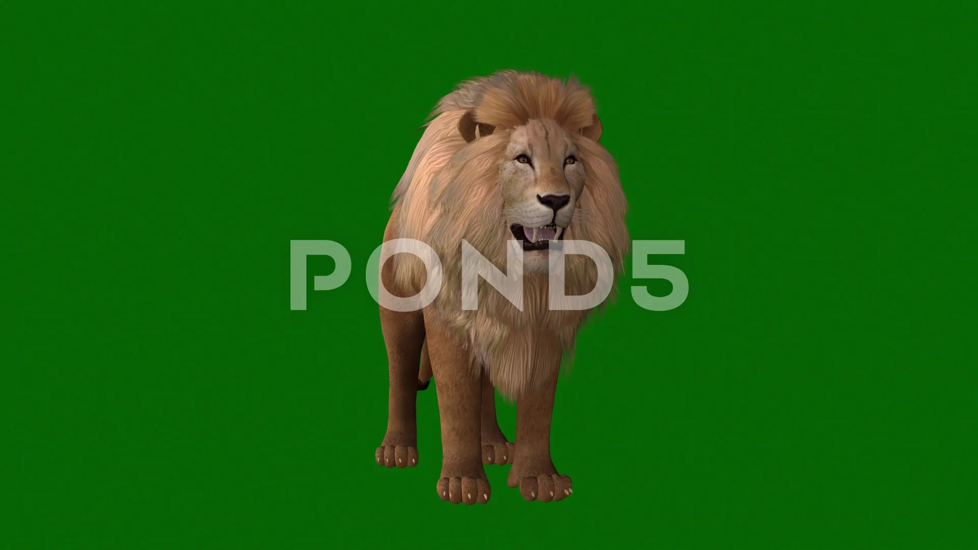 Lion Roaring - Sound Effect - Animation