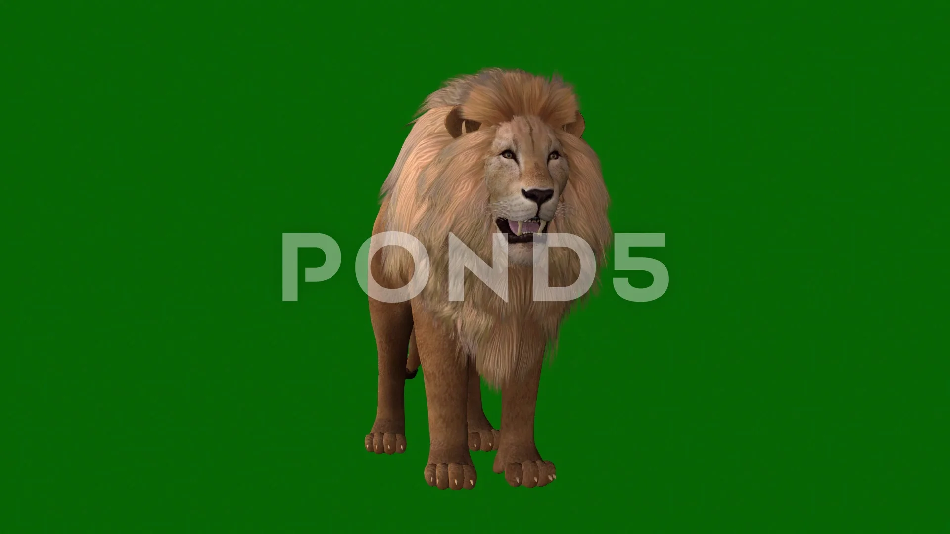 How A Lion Roaring - Sound Effect - Animation