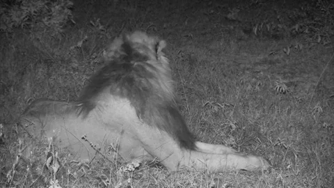 Lion roaring at night Video stock 84668286