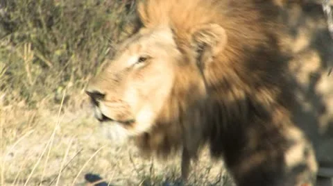 Lion Roaring-Part 1 Stock Footage