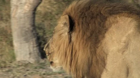 Lion Roaring-Part 2 Stock Footage 8997840