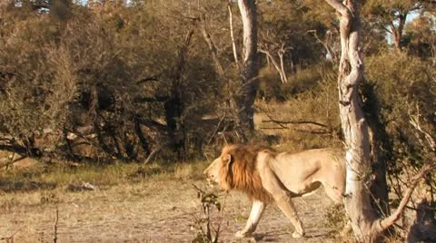 Lion Roaring-Part 3 Stock Footage 8997841