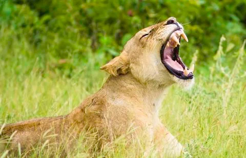 Lion roaring Stock Photos