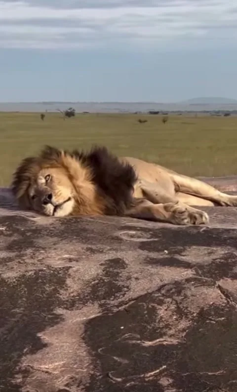 Lion Roaring While Resting on Rock – Majestic Wildlife Scene Stock Footage 307869376