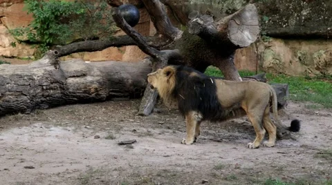 Lion roaring in the zoo. Sound included. Stock Footage