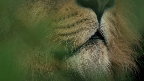Lion Roars In The Jungle Foliage Stock Footage 100896157