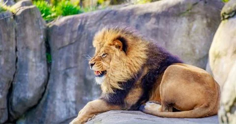 Lion on Rock Stock Photos