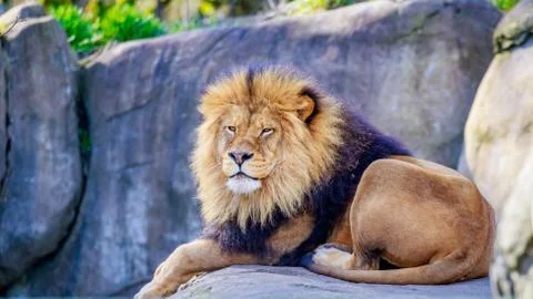 Lion on Rock Stock Photos