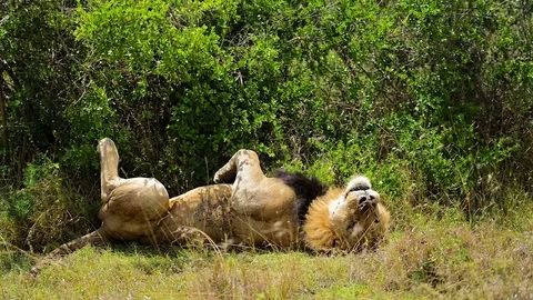 Lion rolling over - Kenya Stock Footage 70721947