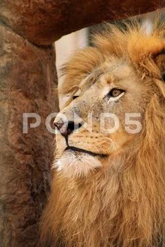 Lion with royal stare Stock Photos