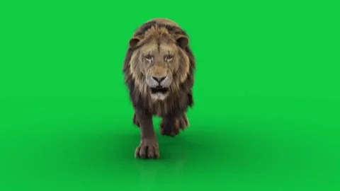 Lion Run Front (loop)  HD green screen Stock-Footage 242540984