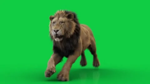 Lion Run Side 01 (loop) HD green screen Stock-Footage 242541335