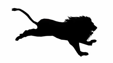 Lion run,Endangered wild animal wildlife running sketch silhouette. Stock Footage