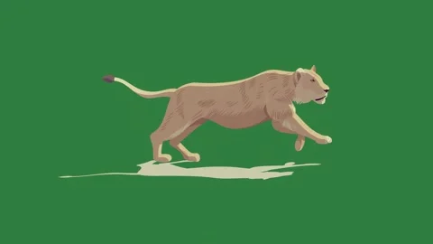 A lion running across green screen and puddle of water on frame design figure Stock Footage 337335729