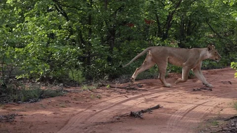 Lion running across track Stock-Footage 236572268