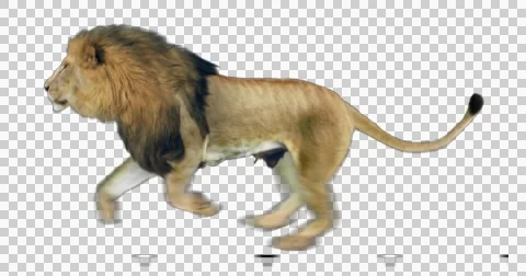 running lion photos