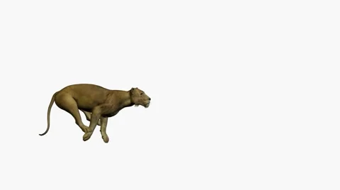 Lion running Stock Footage 881181