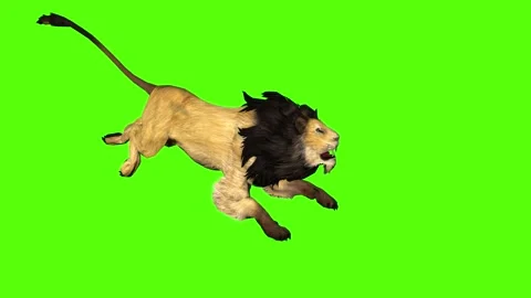 Male Lion  Best Green Screen ( Download Link ) on Make a GIF