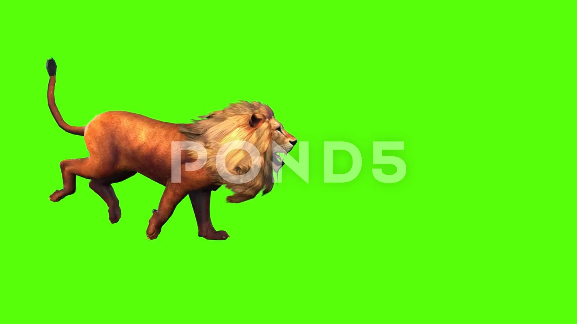 Lion Running Green Screen | Stock Video | Pond5