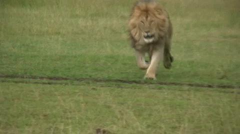 Lion running towards camera Stock Footage