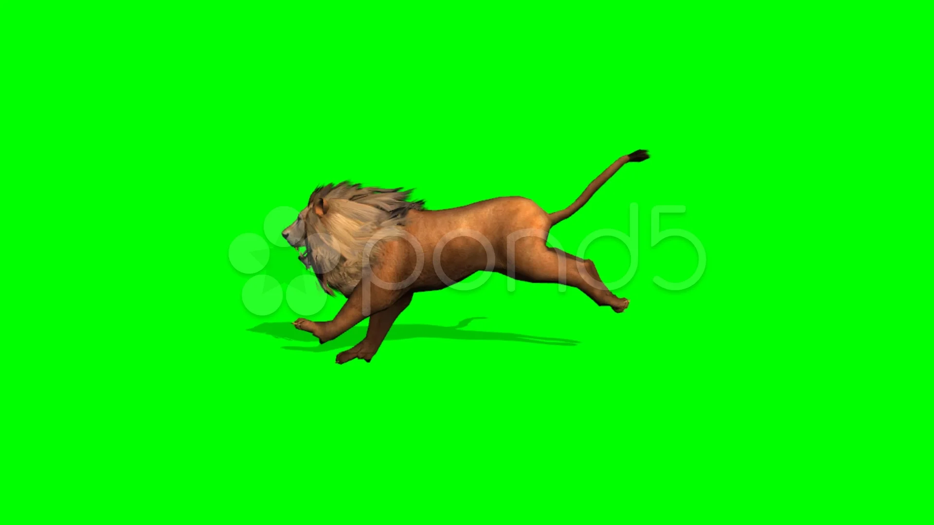 lion runs on green screen, Stock Video