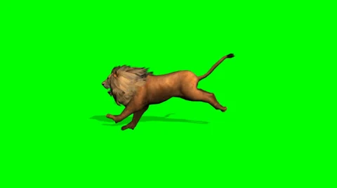 Lion runs on green screen Stock Footage